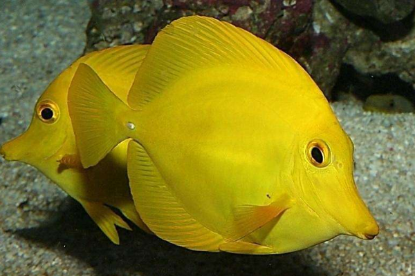 科学家研究发现海水酸化使得鱼类嗅觉退化