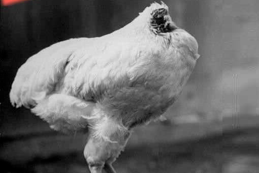  无头鸡一只被砍掉头的鸡居然活了一年半