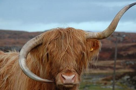 苏格兰高原母牛牛角倒了，好像一副天然耳机戴在脸边